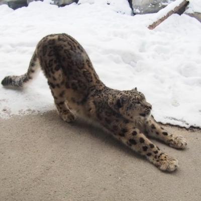 ヒョウ柄がエロ可愛い女豹美女のサムネイル画像