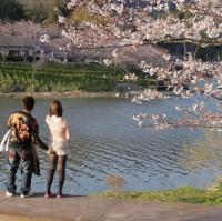 【花見パンチラ】蕾と一緒に開く女性のお股