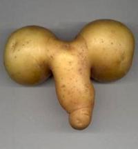 エッチな形の野菜たち。料理に集中できない女たち。