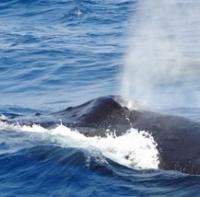 くじら以上の潮吹き瞬間画像