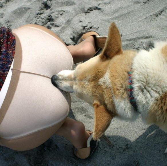 獣姦を連想させる素人さんの投稿画像が変態過ぎるｗｗｗのサムネイル