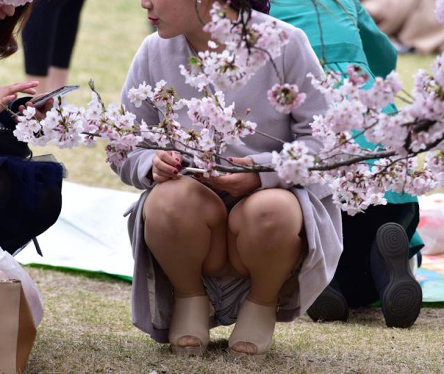 桜よりもパンチラが気になってしまう「お花見パンチラ画像」のサムネイル